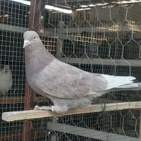 کبوترپرشی تضمینی|پرنده|ابریشم, |دیوار