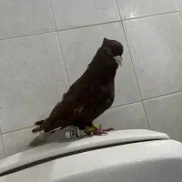 دوعدد کفتر عطیقه نمایشی|پرنده|مشهد, فردوسی|دیوار