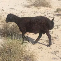 بره چاق