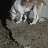 سگ گله|سگ|فرمهین, |دیوار