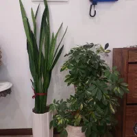 گل سانسوریا و شفلرا