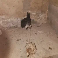 فروش ۳ عدد جوجه مرغ ۲ ماهه|حیوانات مزرعه|اصفهان, باغ فدک|دیوار