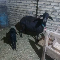 فروش میش