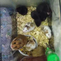 همستر سالم و دستی قیمت مناسب