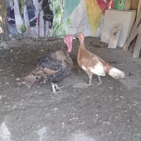 بوقلمون