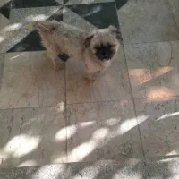 گم شدن سگ|حیوانات|شاهینشهر, امیرکبیر|دیوار