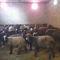 گوسفند با بره|حیوانات مزرعه|اردبیل, |دیوار