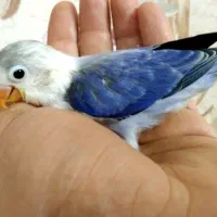 طوطی برزیلی ابر فوق دستی جفت باقفس خارجی و..|پرنده|تهران, زمزم|دیوار