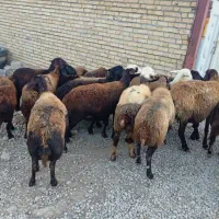 میش داشتی