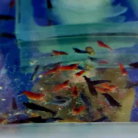 گوپی زبرا لجنخوار انجل کالر فایتر میگو تترا کفخوار|ماهی|تبریز, |دیوار