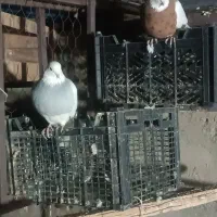 زرد خال سیاه و ابی