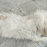 سگ پا کوتاه|سگ|اردکان, |دیوار