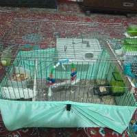 یک جفت مرغ عشق سرحال