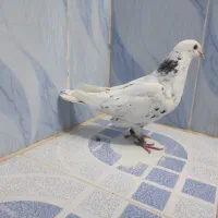 کبوتر رنگی و دورگ|پرنده|بهبهان, |دیوار