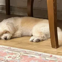 ۲۰ میلیون مژدگانی سگ شیتزو گم شده