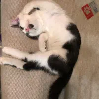 گربه واگذاری رایگان|گربه|کرج, شاهین‌ویلا|دیوار