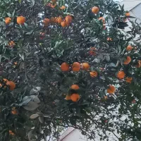 ویلا باغ روستایی|فروش خانه و ویلا|تهران, شهران جنوبی|دیوار