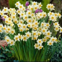 فروش پیاز گل نرگس معطر