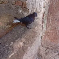 مجسمه کبوتر دمسفید