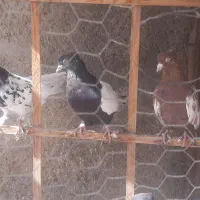 ۴جفت سینه دم سیاه و کله سیاه