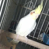 جوجه ۸ ماهه عروس