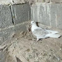 کبوتر|پرنده|سبزوار, باهنر|دیوار