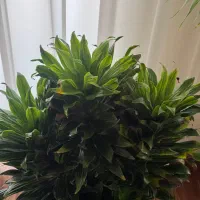 کامپکت 6تایی|گل و گیاه طبیعی|تهران, نیروی هوایی (پیروزی)|دیوار