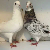 جفت های . ساعت بالا . گرو دولاب . عتیقه|پرنده|تهران, نیروی هوایی (پیروزی)|دیوار