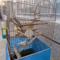 عروس هلندی مولد|پرنده|پاوه, |دیوار