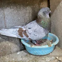 هما|پرنده|قشم, |دیوار