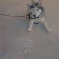 4000000|سگ|بم, |دیوار