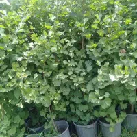 فندق پسته گیاه نارون گلابی درخت آلبالو ژینگو نهال|گل و گیاه طبیعی|تهران, نیاوران|دیوار
