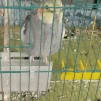 عروس هلندی نر