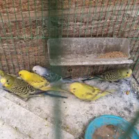 مرغ عشق جوان