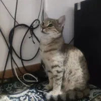 واگذاری گربه خانگی|گربه|تاکستان, |دیوار