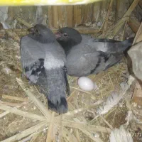 کبوتر|پرنده|سراوان, |دیوار