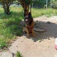 سگ ژرمن شپرداصیل