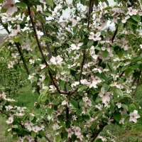 باغ به متراژ ۴۲۰۰۰متر|فروش دفتر صنعتی، کشاورزی، تجاری|کوثر, |دیوار