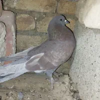 کفتر گرفتنی|پرنده|میاندوآب, |دیوار