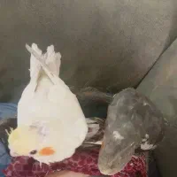 عروس هلندی گمشده