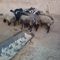 گوسفند شال|حیوانات مزرعه|بشاریات, |دیوار