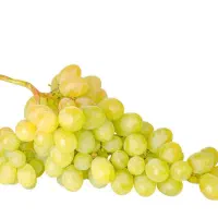 پیشفروش نهال انگور ویکتوریا|خدمات باغبانی و درختکاری|کندوان, |دیوار