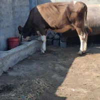 گاو سمینتال ابستن|حیوانات مزرعه|رامیان, |دیوار