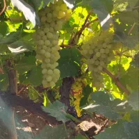 فروش باغ در فریدونشهر