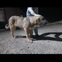 پژدر نصل دار