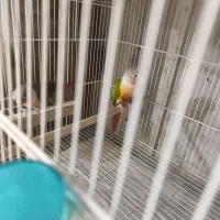 گرین چیک در خرامه|پرنده|خرامه, |دیوار