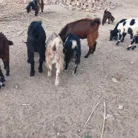 گوسفند نر فروشی