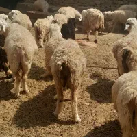 گوسفند فروشی