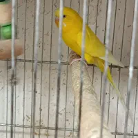 مرغ عشق|پرنده|فولادشهر, B4|دیوار