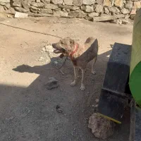 واگذاری سگ سرابی|سگ|کرفتو, |دیوار